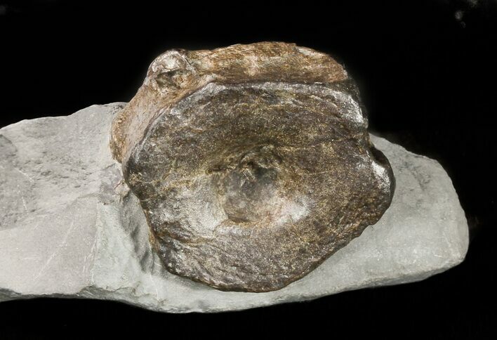 Ichthyosaur Vertebrae In Matrix - Somerset, England #45329